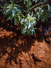 Load image into Gallery viewer, Aura Apiana. White Sage Soliflore. August 2022