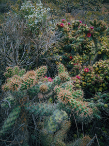 Joshua Tree. natural perfume. piñon pine, palo santo, white sage, desert herbs, myrrh. March 2023