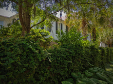 Load image into Gallery viewer, Southern Gothic. enfleurage perfume. florid, haunted. October 2023