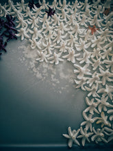 Load image into Gallery viewer, Freyja. enfleurage perfume. winter musk and flowers. woodland ointment. September 2022