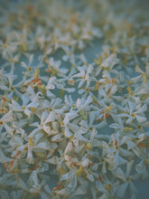 Load image into Gallery viewer, June Flower. Co-Enfleurage of White Peonies, Gardenia Jasminoides, Star Jasmine, Damask and Alba Roses. June 2022