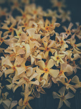 Load image into Gallery viewer, Orange Star Jasmine Enfleurage May-September 2022, Central Vermont (90 charges).