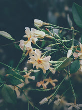 Load image into Gallery viewer, Orange Star Jasmine Enfleurage May-September 2022, Central Vermont (90 charges).