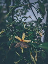 Load image into Gallery viewer, Orange Star Jasmine Enfleurage May-September 2022, Central Vermont (90 charges).