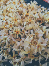 Load image into Gallery viewer, Orange Star Jasmine Enfleurage May-September 2022, Central Vermont (90 charges).