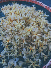Load image into Gallery viewer, Orange Star Jasmine Enfleurage May-September 2022, Central Vermont (90 charges).