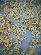Load image into Gallery viewer, Orange Star Jasmine Enfleurage May-September 2022, Central Vermont (90 charges).
