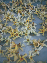 Load image into Gallery viewer, Orange Star Jasmine Enfleurage May-September 2022, Central Vermont (90 charges).