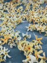 Load image into Gallery viewer, Orange Star Jasmine Enfleurage May-September 2022, Central Vermont (90 charges).