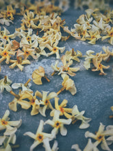 Load image into Gallery viewer, Orange Star Jasmine Enfleurage May-September 2022, Central Vermont (90 charges).