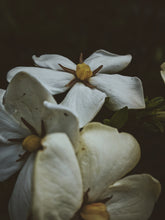 Load image into Gallery viewer, Gardenia and Aged Patchouli Enfleurage.