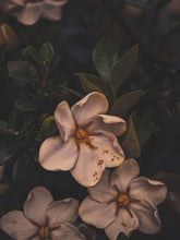 Load image into Gallery viewer, Melting Sun. Gardenia Jasminoides Enfleurage by Cultivar. Rare. Civet, fresh butter, sponge cake, indexical bovine notes. September 2023