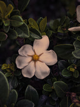 Load image into Gallery viewer, Nā'ū 15 • Forest gardenia. Natural perfume in honor of Gardenia brighamii. July 2022