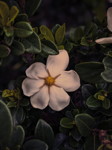 Nā'ū 15 • Forest gardenia. Natural perfume in honor of Gardenia brighamii. July 2022
