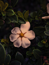 Load image into Gallery viewer, Melting Sun. Gardenia Jasminoides Enfleurage by Cultivar. Rare. Civet, fresh butter, sponge cake, indexical bovine notes. September 2023