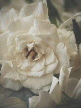 Load image into Gallery viewer, Gardenia and Aged Patchouli Enfleurage.