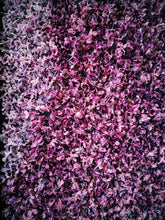Load image into Gallery viewer, Lilac and Labdanum Enfleurage.