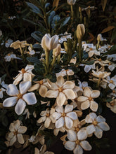Load image into Gallery viewer, Gardenia and Bushman Candle Enfleurage.