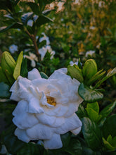 Load image into Gallery viewer, Gardenia, Saffron and Hunza Raisin Enfleurage.