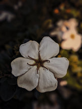 Load image into Gallery viewer, Melting Sun. Gardenia Jasminoides Enfleurage by Cultivar. Rare. Civet, fresh butter, sponge cake, indexical bovine notes. September 2023