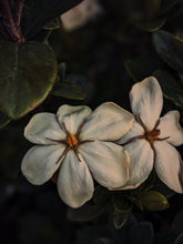Load image into Gallery viewer, Melting Sun. Gardenia Jasminoides Enfleurage by Cultivar. Rare. Civet, fresh butter, sponge cake, indexical bovine notes. September 2023