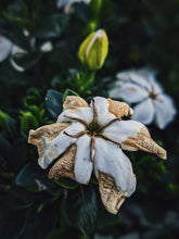 Load image into Gallery viewer, Melting Sun. Gardenia Jasminoides Enfleurage by Cultivar. Rare. Civet, fresh butter, sponge cake, indexical bovine notes. September 2023