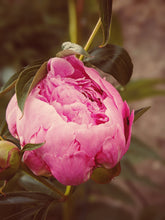 Load image into Gallery viewer, Goddess Sampler of Natural Perfumes. 10 Wild Veil fragrances. Gift set for her.