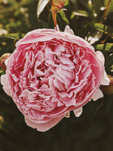 Load image into Gallery viewer, Goddess Sampler of Natural Perfumes. 10 Wild Veil fragrances. Gift set for her.