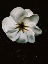 Load image into Gallery viewer, Melting Sun. Gardenia Jasminoides Enfleurage by Cultivar. Rare. Civet, fresh butter, sponge cake, indexical bovine notes. September 2023