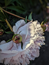 Load image into Gallery viewer, June Flower. Co-Enfleurage of White Peonies, Gardenia Jasminoides, Star Jasmine, Damask and Alba Roses. June 2022