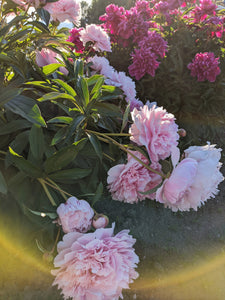 June Flower. Co-Enfleurage of White Peonies, Gardenia Jasminoides, Star Jasmine, Damask and Alba Roses. June 2022