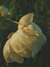 Load image into Gallery viewer, June Flower. Co-Enfleurage of White Peonies, Gardenia Jasminoides, Star Jasmine, Damask and Alba Roses. June 2022