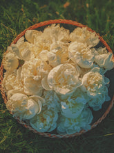 Load image into Gallery viewer, June Flower. Co-Enfleurage of White Peonies, Gardenia Jasminoides, Star Jasmine, Damask and Alba Roses. June 2022