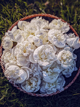 Load image into Gallery viewer, Enfleurage Sample Set: 12 Natural Perfumes. Wild Veil solid fragrances. Gift set. Exquisite floral.