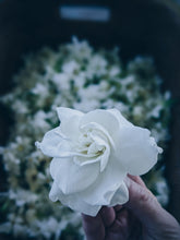 Load image into Gallery viewer, Gothic Queen. Gardenia Jasminoides Enfleurage by Cultivar. Rare. Fresh-wet, creamy-pearlescent, lotion-milk, rainforest, island air. Non-animalic, non-gourmand. August 2022