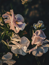 Load image into Gallery viewer, Lovers ♊︎ natural perfume. botanical tarot fragrance. anise and violet. June 2025