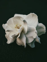 Load image into Gallery viewer, Gothic Queen. Gardenia Jasminoides Enfleurage by Cultivar. Rare. Fresh-wet, creamy-pearlescent, lotion-milk, rainforest, island air. Non-animalic, non-gourmand. August 2022