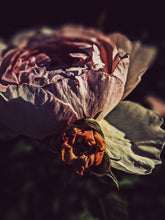 Load image into Gallery viewer, Rose Jacket. natural perfume. a coat of roses for yellowjacket season. Ausugt 2021