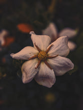 Load image into Gallery viewer, Melting Sun. Gardenia Jasminoides Enfleurage by Cultivar. Rare. Civet, fresh butter, sponge cake, indexical bovine notes. September 2023