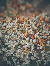 Load image into Gallery viewer, World ♄ natural perfume. petrichor. elemental aroma of earth. wet stone and fossils. May 2023