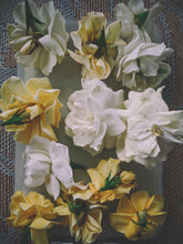 Load image into Gallery viewer, Gothic Queen. Gardenia Jasminoides Enfleurage by Cultivar. Rare. Fresh-wet, creamy-pearlescent, lotion-milk, rainforest, island air. Non-animalic, non-gourmand. August 2022