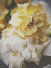 Load image into Gallery viewer, Gothic Queen. Gardenia Jasminoides Enfleurage by Cultivar. Rare. Fresh-wet, creamy-pearlescent, lotion-milk, rainforest, island air. Non-animalic, non-gourmand. August 2022