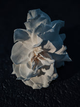 Load image into Gallery viewer, Gothic Queen. Gardenia Jasminoides Enfleurage by Cultivar. Rare. Fresh-wet, creamy-pearlescent, lotion-milk, rainforest, island air. Non-animalic, non-gourmand. August 2022