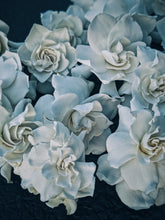 Load image into Gallery viewer, Gothic Queen. Gardenia Jasminoides Enfleurage by Cultivar. Rare. Fresh-wet, creamy-pearlescent, lotion-milk, rainforest, island air. Non-animalic, non-gourmand. August 2022