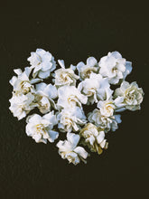 Load image into Gallery viewer, Southern Gothic. enfleurage perfume. florid, haunted. October 2023