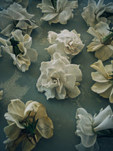 Load image into Gallery viewer, Gothic Queen. Gardenia Jasminoides Enfleurage by Cultivar. Rare. Fresh-wet, creamy-pearlescent, lotion-milk, rainforest, island air. Non-animalic, non-gourmand. August 2022