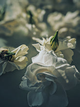 Load image into Gallery viewer, Gothic Queen. Gardenia Jasminoides Enfleurage by Cultivar. Rare. Fresh-wet, creamy-pearlescent, lotion-milk, rainforest, island air. Non-animalic, non-gourmand. August 2022
