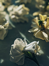 Load image into Gallery viewer, Gothic Queen. Gardenia Jasminoides Enfleurage by Cultivar. Rare. Fresh-wet, creamy-pearlescent, lotion-milk, rainforest, island air. Non-animalic, non-gourmand. August 2022