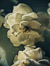 Load image into Gallery viewer, Gothic Queen. Gardenia Jasminoides Enfleurage by Cultivar. Rare. Fresh-wet, creamy-pearlescent, lotion-milk, rainforest, island air. Non-animalic, non-gourmand. August 2022