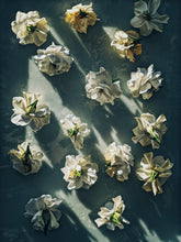 Load image into Gallery viewer, Gothic Queen. Gardenia Jasminoides Enfleurage by Cultivar. Rare. Fresh-wet, creamy-pearlescent, lotion-milk, rainforest, island air. Non-animalic, non-gourmand. August 2022